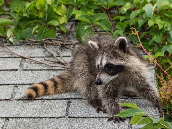 Anchorage Wildlife Removal