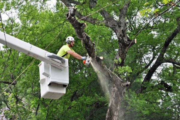 Anchorage Tree Trimming