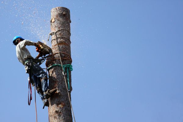 Anchorage Tree Removal